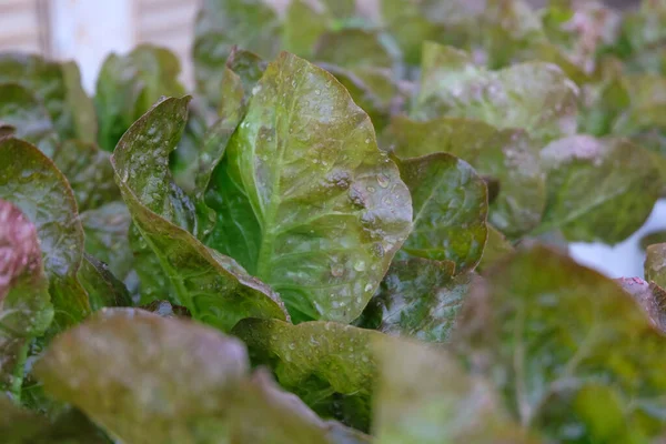 Fresh Organic Red Cos Lettuce Growing Natural Farm —  Fotos de Stock