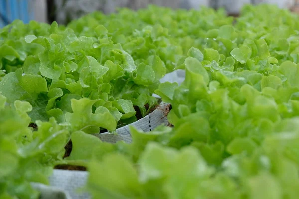 Fresh Organic Green Oak Lettuce Growing Natural Farm —  Fotos de Stock