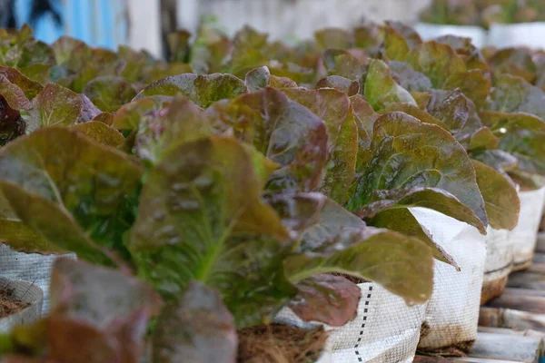 Fresh Organic Red Cos Lettuce Growing Natural Farm — Foto de Stock