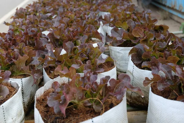 Fresh Organic Red Oak Lettuce Growing Natural Farm — Stock Fotó
