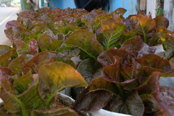 Fresh Organic Red Cos Lettuce Growing Natural Farm — Photo
