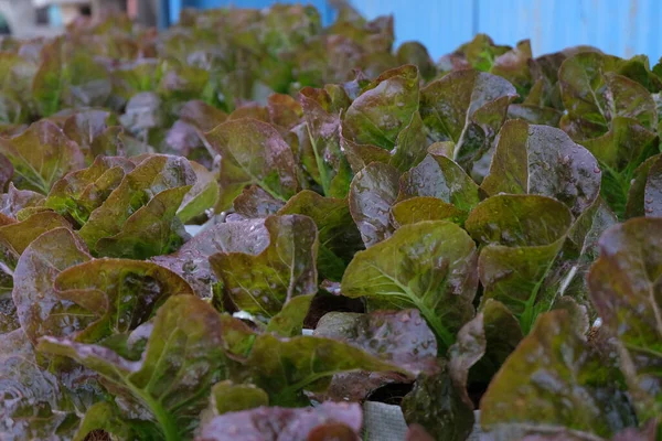Fresh Organic Red Cos Lettuce Growing Natural Farm — Foto de Stock
