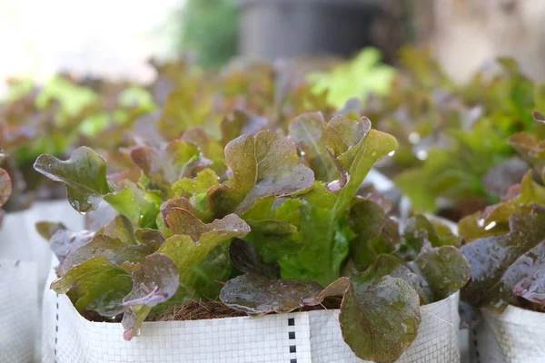 Fresh Organic Red Oak Lettuce Growing Natural Farm —  Fotos de Stock