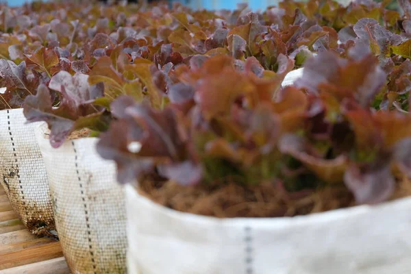 Fresh Organic Red Oak Lettuce Growing Natural Farm — Stock Photo, Image
