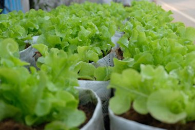 Fresh organic green oak lettuce growing on a natural farm.