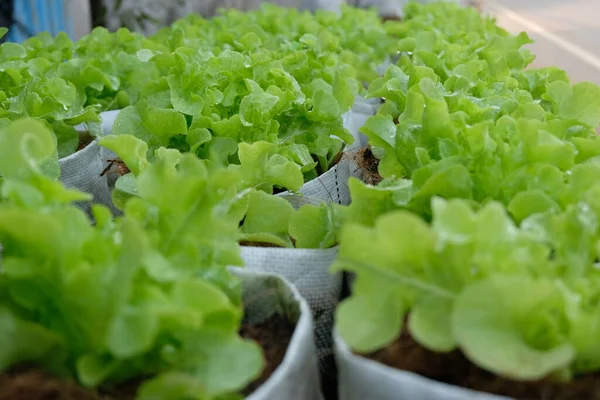 Fresh Organic Green Oak Lettuce Growing Natural Farm —  Fotos de Stock