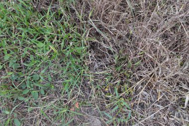 Doğa arka planı olarak çimenlikteki kuru çimenler