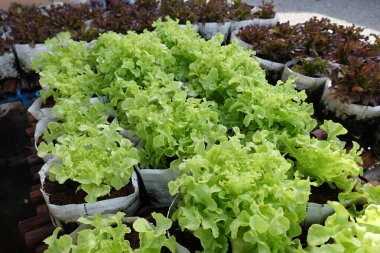 Fresh organic green oak lettuce growing on a natural farm.