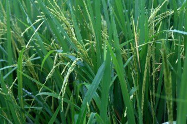 Paddy Rice 'a yakın durun.