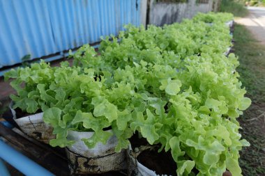 Fresh organic green oak lettuce growing on a natural farm.