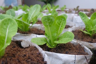 Fresh organic green cos lettuce growing on a natural farm.