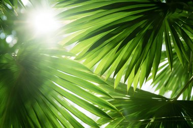 Yeşil Palmiye Ağacı 'nı kapatın Güneş Yapay Zekası' nın Sert Gölgeleri ile Yapraklar