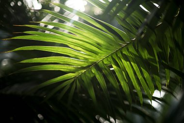 Yeşil Palmiye Ağacı 'nı kapatın Güneş Yapay Zekası' nın Sert Gölgeleri ile Yapraklar