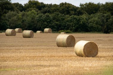 İngiltere 'nin Leeds kentindeki kırsal bir çiftlikte buğday hasadı yapılıyor. Yüksek kaliteli fotoğraf.