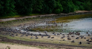 Eccup Rezervuar 'daki kaz kolonisi nam-ı diğer Kazlar Plajı, Leeds, İngiltere. Eccup Barajı 'nın da yardımıyla 150 kuş türünden biri olan Anserinae kaz kolonisinin kaliteli fotoğrafı..