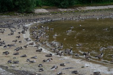 Eccup Rezervuar 'daki kaz kolonisi nam-ı diğer Kazlar Plajı, Leeds, İngiltere. Eccup Barajı 'nın da yardımıyla 150 kuş türünden biri olan Anserinae kaz kolonisinin kaliteli fotoğrafı..