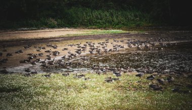 Eccup Rezervuar 'daki kaz kolonisi nam-ı diğer Kazlar Plajı, Leeds, İngiltere. Eccup Barajı 'nın da yardımıyla 150 kuş türünden biri olan Anserinae kaz kolonisinin kaliteli fotoğrafı..