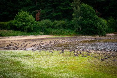 Eccup Rezervuar 'daki kaz kolonisi nam-ı diğer Kazlar Plajı, Leeds, İngiltere. Eccup Barajı 'nın da yardımıyla 150 kuş türünden biri olan Anserinae kaz kolonisinin kaliteli fotoğrafı..