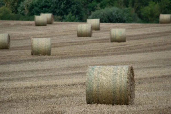 英国利兹 一个农村农场的小麦作物卷 高质量的照片 — 图库照片