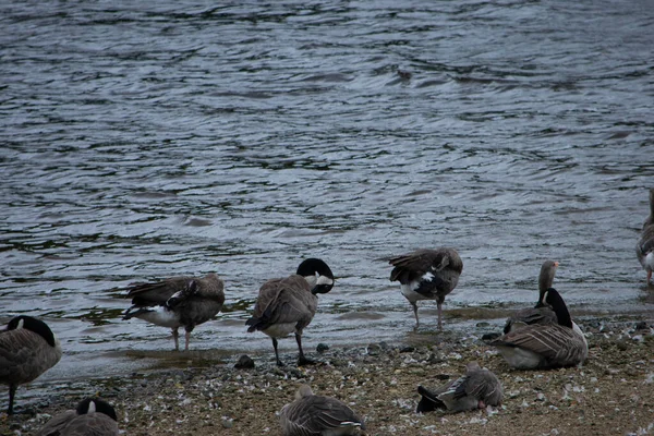 Geese Colony Eccup Reservoir Aka Geese Beach Eccup 저수지에 도움이 — 스톡 사진