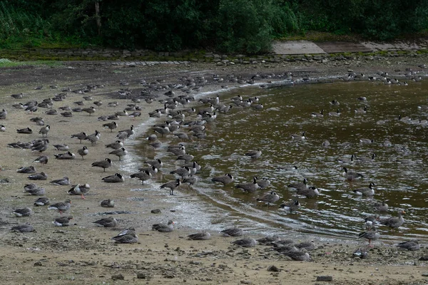 Eccup Reservoir Aka Geese Beach Leeds United Kingdom 昂塞林鹅群的照片质量很高 它是埃卡普水库帮助的150种鸟类中的一种 — 图库照片