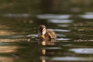 Anas platyrhynchos duckling, mallard duck baby swimming on pond