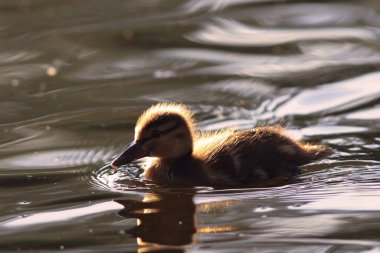 Cute young mallard duckling (Anas platyrhynchos) floating on lake surface. Funny, adorable young wild bird Pure natural joy, wildlife, gorgeous. Common bird, duck, at a lake.