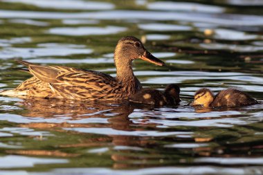 mallard duck with ducklings (Anas platyrhynchos); cute happy family swimming together on pond