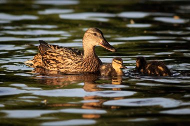mallard hen with ducklings floating on lake (.Anas platyrhynchos ); cute animal family happy together in nature