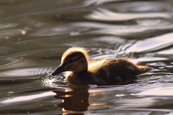 Cute young mallard duckling (Anas platyrhynchos) floating on lake surface. Funny, adorable young wild bird Pure natural joy, wildlife, gorgeous. Common bird, duck, at a lake.