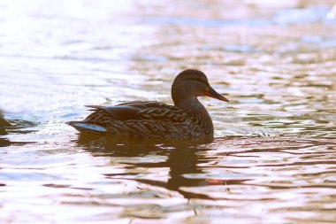 female mallard at dawn; gamebird floating on water surface of the lake; beautiful colors of sunrise (Anas platyrhinchos)
