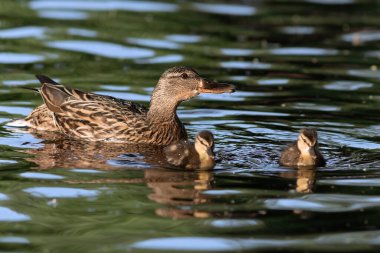 mallard duck with ducklings, floating on water surface (anas platyrhynchos)