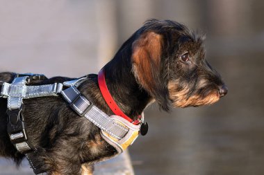 profile portrait of a wire haired dachshund pedigreed puppy
