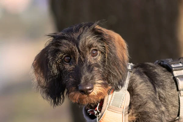 Cute Wire Haired Dachshund Face Looking Camera Dog Portrait — Stock Photo, Image