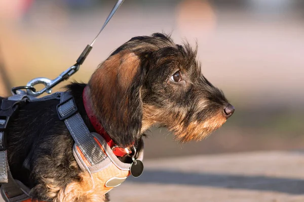 Retrato Cachorro Dachshund Primer Plano Perrito Hembra Mientras Pasea Por —  Fotos de Stock