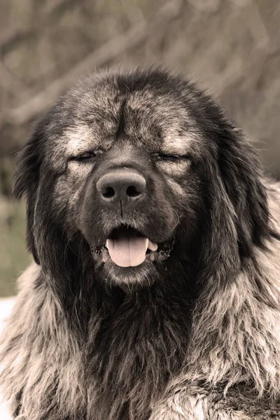 Retrato Enorme Cão Pastor Caucasiano Grande Cão Guardião — Fotografia de Stock