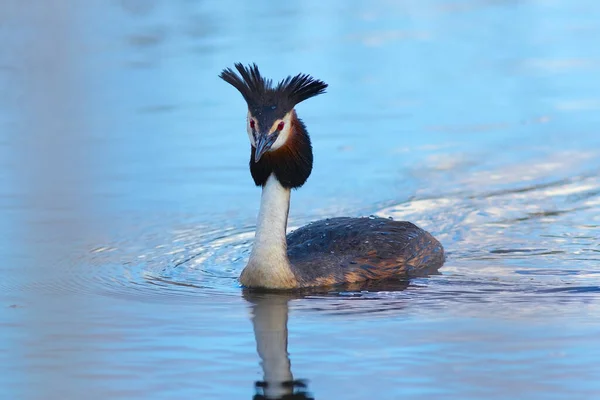 Great Crested Grebe Swimming Pond Wild Bird Natural Habitat Podiceps — Stock Photo, Image