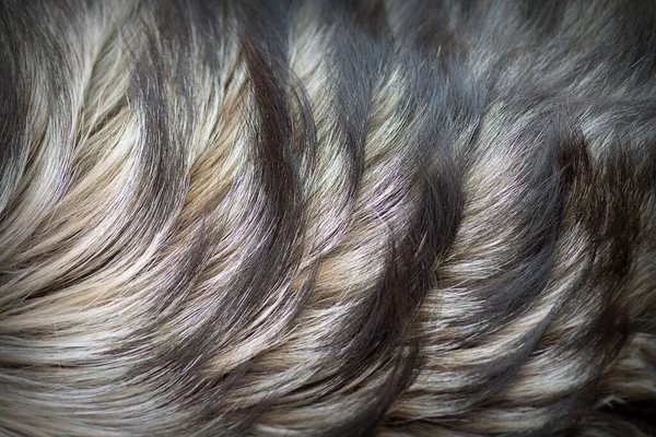 Caucasian Dog Fur Real Texture Hair Shepherd Animal — Stock Photo, Image