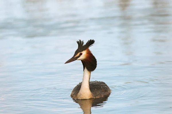 在池塘里游泳 在自然栖息地里游泳的野生鸟类 Podiceps Cristatus — 图库照片