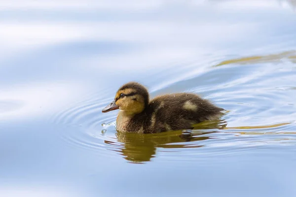 Pato Mallard Pássaro Jovem Nadando Lago Anas Platyrhynchos — Fotografia de Stock
