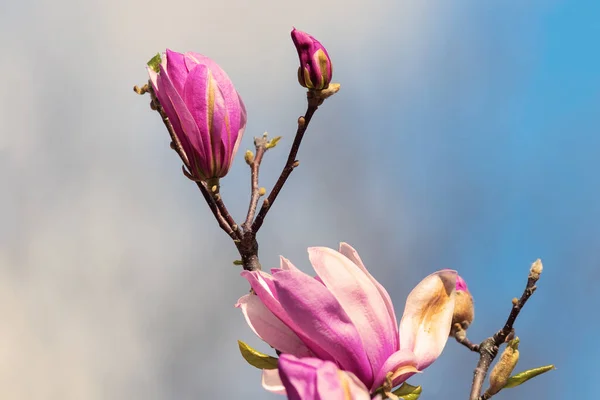 青空を背景にピンクのマグノリアの花 — ストック写真