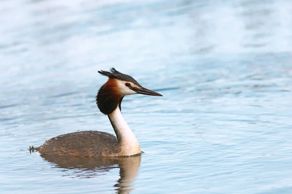 Grote Kuif Grebe Zwemmen Vijver Wilde Vogel Natuurlijke Habitat Podiceps — Stockfoto