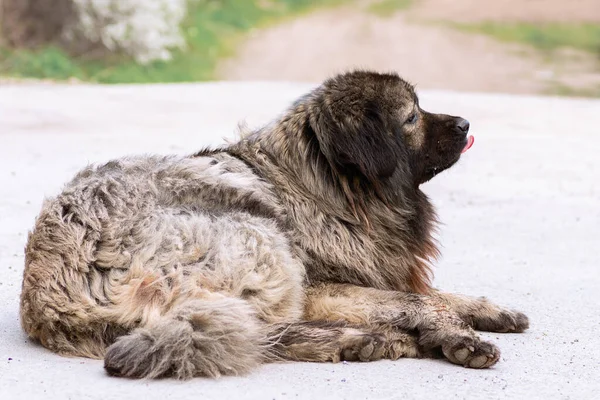 Kafkas Çoban Köpeği Çok Tehlikeli Bir Bekçi Köpeği — Stok fotoğraf