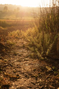 Şafak vakti doğal çalı arazisinin üzerindeki patika, güzel turuncu ışık.