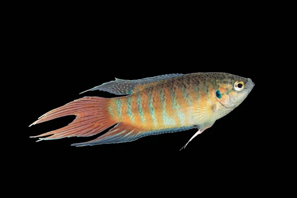 オスパラダイス 黒い背景の魚 マクロピダスの動脈 これはタンクのために普及したアジアからの多彩な魚です — ストック写真