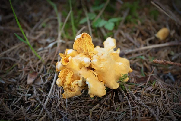 Pfifferlinge Wald Pilze Natürlichen Lebensraum — Stockfoto