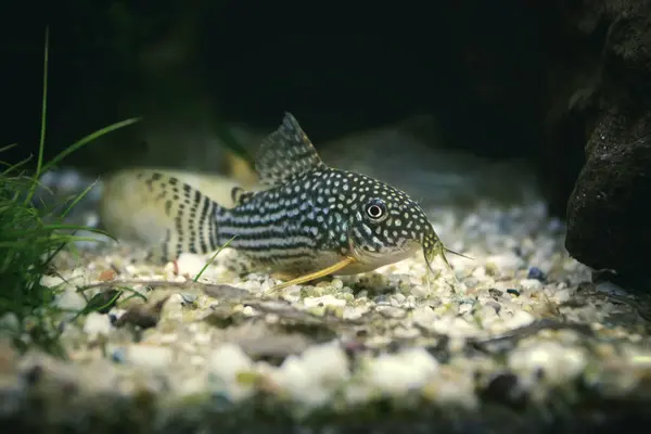 물고기 탱크에 Sterbay Corydoras Sterbay 스톡 사진