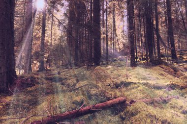 Vahşi dağ ormanlarında gün doğumu, Apuseni Doğal Parkı 'nda çekilen görüntü.
