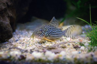 Sterbai Cory doğal ekilmiş tank (Corydoras sterbai), bu balık akvaryumlarında popüler şirin bir yayın balığı.