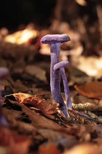 amethyst deceiver on forest ground, this specie of fungus is growing in evergreen forests in autumn season (Laccaria amethystina); violet mushroom in natural habitat
